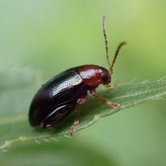 Psylliodes chrysocephala