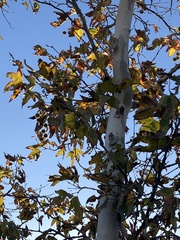 Platanus