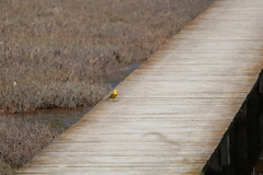 Emberiza citrinella caliginosa