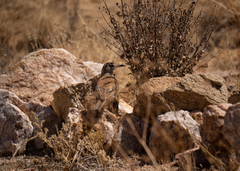 Certhilauda subcoronata
