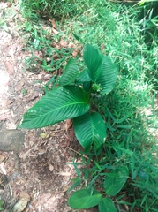 Marantaceae