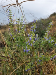 Salvia longispicata