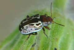 Zygogramma piceicollis