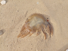 Catostylus tagi