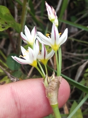 Nothoscordum