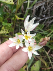 Nothoscordum