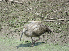 Theristicus caerulescens