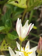 Nothoscordum