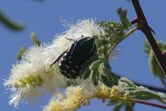 Rhabdotis semipunctata
