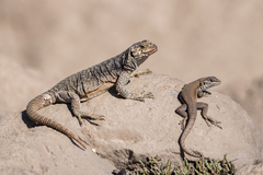 Liolaemus carlosgarini