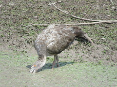 Theristicus caerulescens