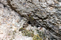 Panorpa meridionalis