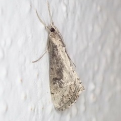 Evergestis isatidalis