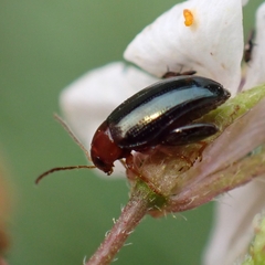 Psylliodes chrysocephala