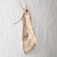 Evergestis isatidalis