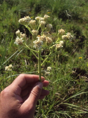 Holocheilus schulzii