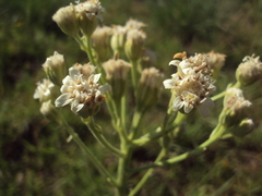 Holocheilus schulzii