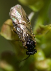 Euura ribesii