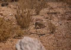 Certhilauda subcoronata