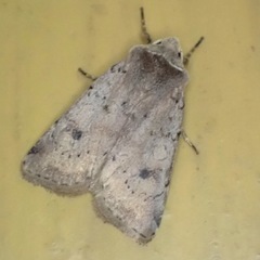 Cerastis faceta