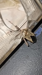 Pachylis neocalifornicus