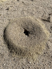 Veromessor pergandei