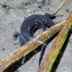 Cynops pyrrhogaster