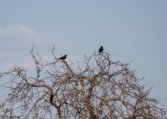 Onychognathus nabouroup