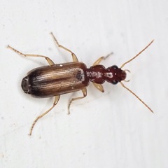 Paradromius linearis