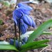 Siberian Squill - Photo (c) Nova, some rights reserved (CC BY-SA)