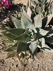 Agave shawii