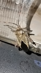 Pachylis neocalifornicus