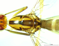 Cothornobata linea