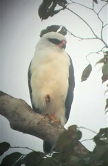 Leucopternis melanops