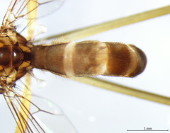 Cothornobata linea