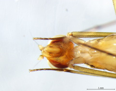 Cothornobata linea
