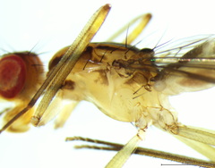 Cothornobata linea