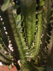Euphorbia trigona