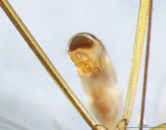Cothornobata linea