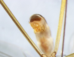 Cothornobata linea