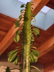 Euphorbia trigona