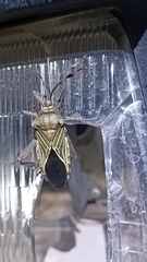 Pachylis neocalifornicus