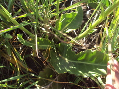 Holocheilus schulzii