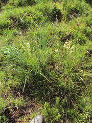 Holocheilus schulzii