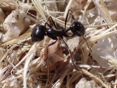 Veromessor pergandei