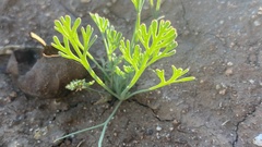 Eschscholzia californica