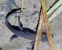 Cynops pyrrhogaster