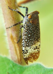 Alaruasa lepida