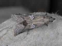 Alpheias transferens