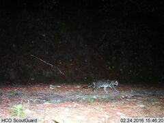 Leopardus wiedii
